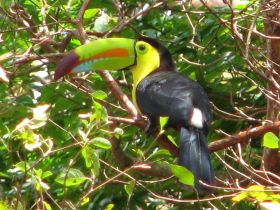 Tucan near Morgan's Rock, near San Juan del Sur, Nicaragua – Best Places In The World To Retire – International Living